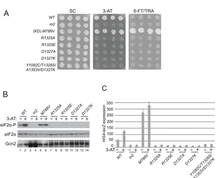 Fig 4. Mutations of conserved surface-exposed residues of the Gcn2 HisRS domain that impair activation of Gcn2 in vivo