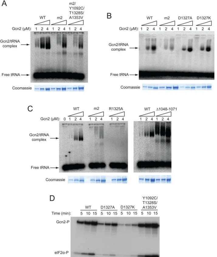 Fig 5. A subset of Gcn - substitutions of conserved surface-exposed residues in the HisRS domain impair kinase activity but not tRNA binding by purified Gcn2 in vitro