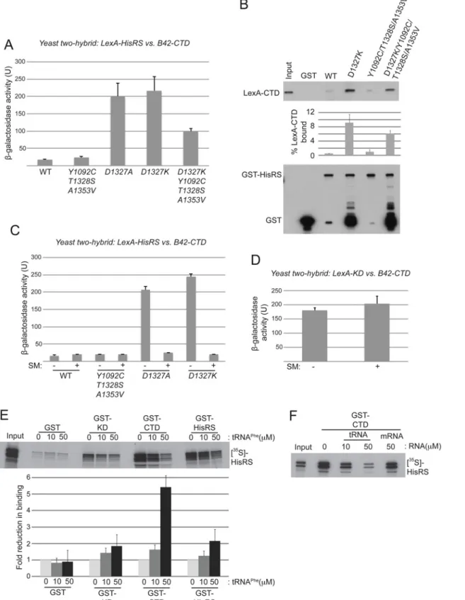 Fig 6. Gcn - substitutions D1327A/D1327K strengthen HisRS/CTD domain interaction in a manner antagonized by uncharged tRNA