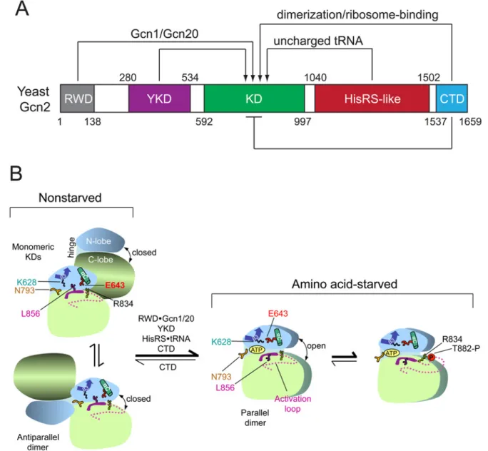 Fig 1. Summary of domain interactions in Gcn2 that couple binding of uncharged tRNA to activation of kinase function in starved cells.