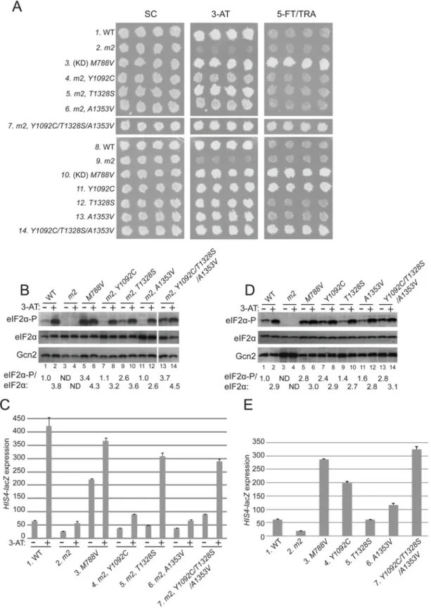 Fig 2. Substitutions in the HisRS domain suppress the m2 mutation and constitutively activate Gcn2 in vivo