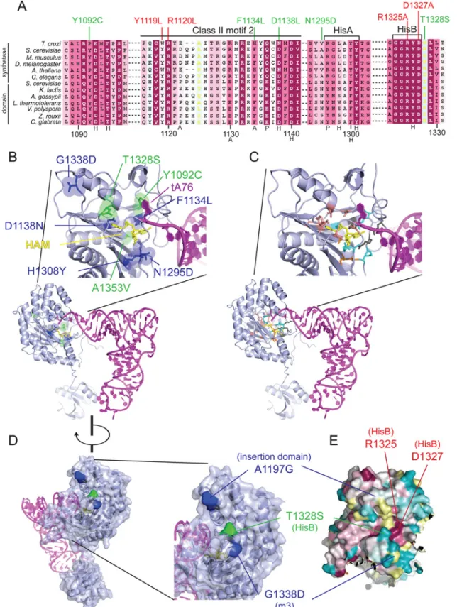 Fig 3. Gcd - substitutions in the HisRS domain cluster near the predicted pseudo-active site
