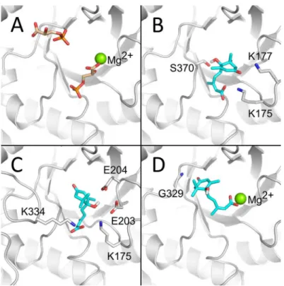Fig 7. Predicted ABA binding to the spinach Rubisco active site. A) The Rubisco structure was previously solved in the presence of its two 3PGA product molecules (tan sticks with red oxygen atoms and orange phosphorus atoms), which may be used to define th