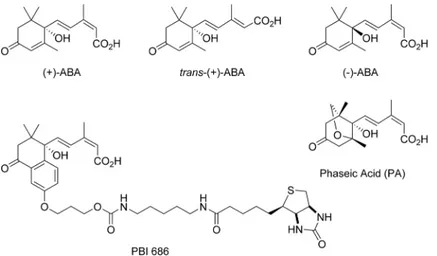 Fig 1. ABA and related ABA analogs. Compounds are labeled accordingly, with (+)-PBI686 representing the photoactive, bioactive ABA-mimetic biotinylated probe used to pull-out putative ABA-binding proteins.