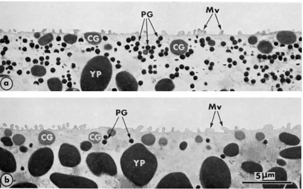 Fig. 1.  Cortex and subcortical cytoplasm in the animal hemisphere (a) and the vegetal hemisphere  (b) of  unferti-  lized mature eggs of  Rono escuienru