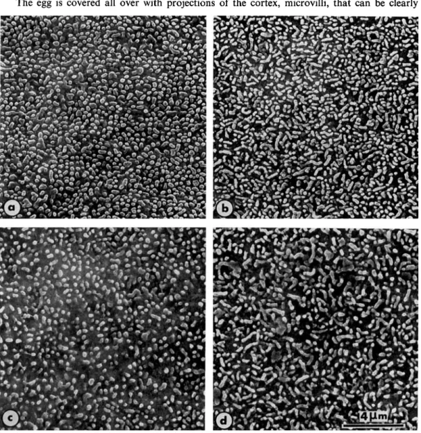 Fig. 5 .   Scanning  micrographs  showing  the  surface  of  unfertilized  mature  eggs