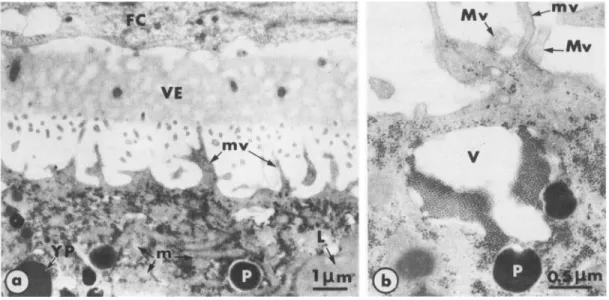 Fig. 2  shows  the  major  features  of  the  periphery  of  oviposited  mature  oocytes  collected  from  a  female induced  to  ovulate by  hCG