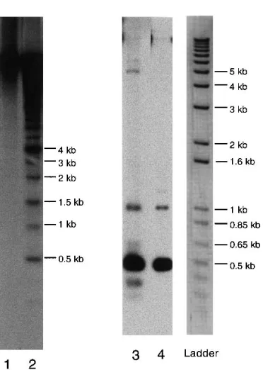 Figure 4 Southern blot of yeast-recombinant DNA probed with 5S rDNA. Lanes 1 and 2 are EcoRI digestion of YAC 4E4 and 6A1,  re-spectively