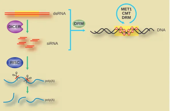 Fig. 1. RNAi and RNA-directed DNA methylation (RdDM) are both triggered by dsRNA. dsRNAs are cleaved by enzymes of the Dicer family to generate small, 21-26 nucleotide siRNAs