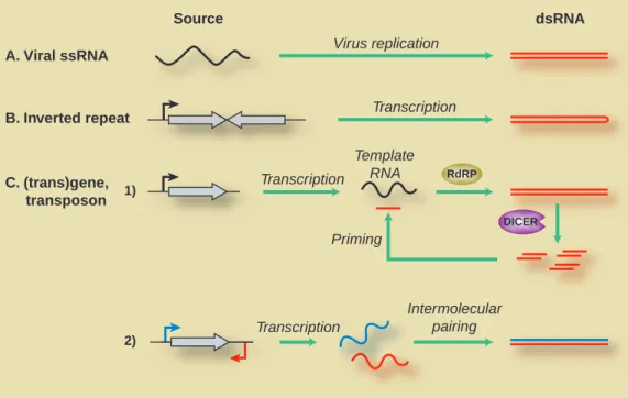 Fig. 2. Mechanisms for generating dsRNA in plants. dsRNA can be generated through replication of ssRNA viruses (A) or transcription of inverted repeats (B)