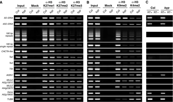 Figure 5 Reduction of H3K9me2 methylation in the kyp mutant did not affect the distribution of H3K27 methylation states and induced an increase in H3K4me2 only in a transcription-dependent manner
