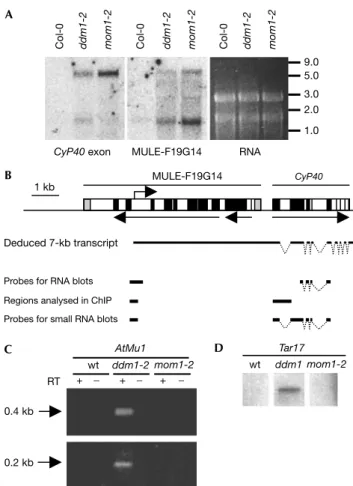 Fig 1 | Accumulation of transcripts from MULE-F19G14–CyP40 and transposons in mom1 and ddm1
