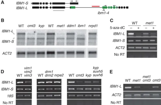 Figure 2). In the met1-3 null mutant, exonic CG methylation was lost in the IBM1 gene (http://neomorph.salk.edu/