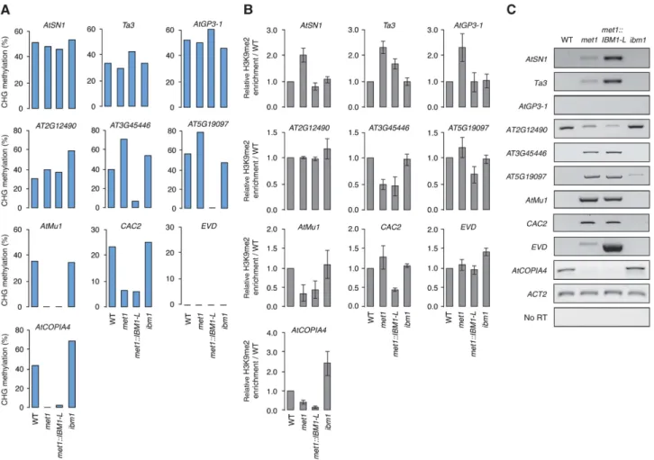 Figure 6 The mechanisms governing H3K9me2 and CHG methylation largely differ at genes and TEs