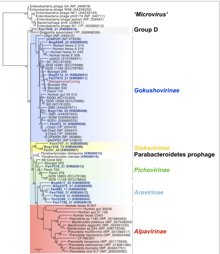 FIGURE 1 | Maximum likelihood phylogenetic analysis of full-length major capsid protein sequences present in the Microviridae genomes from Sphagnum-dominated peat viromes