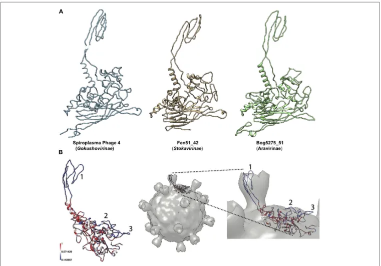 FIGURE 2 | Modeling of major capsid proteins. (A) Three-dimensional models of Microviridae major capsid protein