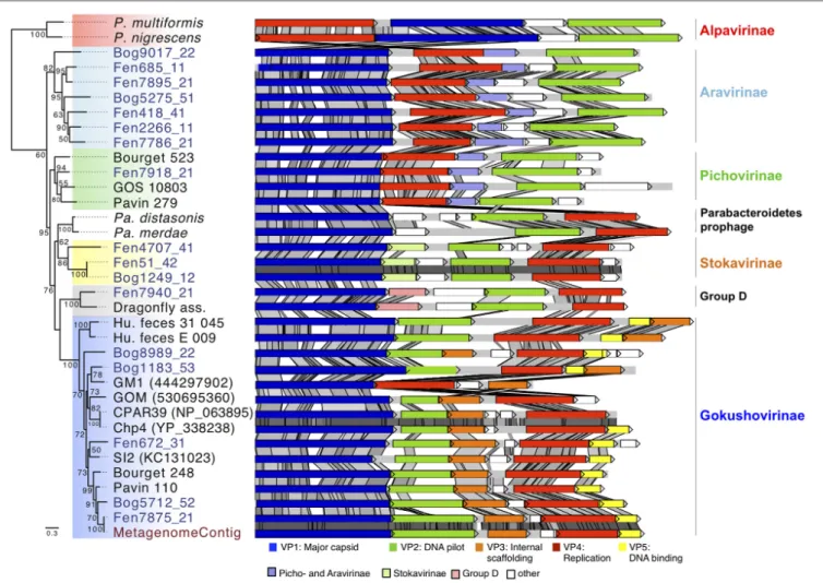 FIGURE 3 | Major capsid protein phylogeny and genome structure of major subfamilies of Microviridae bacteriophages