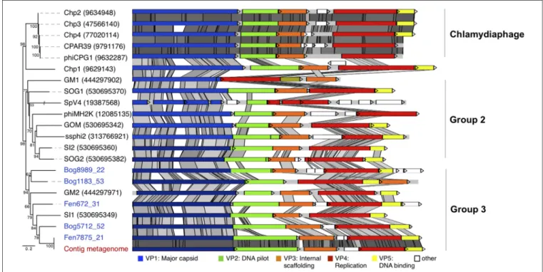 FIGURE 4 | Whole genome phylogeny and conserved genome structure of peat Gokushovirinae