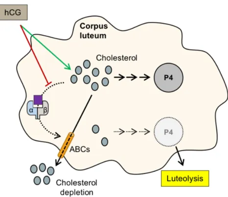 Figure 2.  Role  of  LXRs  in  progesterone  production and luteolysis. When the human chorionic  gonadotropin hormone (hCG) reaches its receptor, it increases (green arrow) the concentration of  cholesterol, by acting on low density lipoprotein receptor (