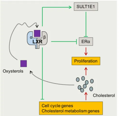 Figure 4. LXRs have beneficial effects on breast cancer proliferation. While increased synthesis and/or  concentration of cholesterol induce cell proliferation, activation of LXRs blocks estrogen receptor (ER)  α transcriptional effects directly by decreas