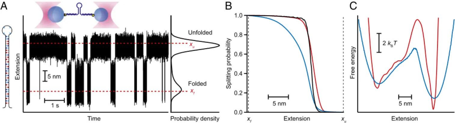Fig. 2. P fold and energy landscape for a two-state DNA hairpin. (A) Extension of a single molecule of hairpin 30R50/T4 held under constant tension between two optical traps (Upper Inset) measured as the hairpin fluctuates between folded and unfolded state
