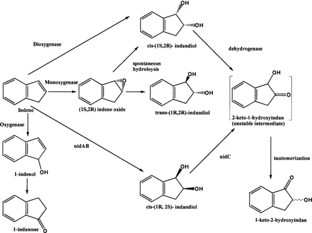 Figure  4a.  Rhodococcus  sp.  124  is  able  to  metabolize  indene  to  multiple  products including cis-(IS, 2R)-indandiol and trans-(lR,  2R)-indandiol, both of which can serve as precursors for cis-(1 S)-amino-(2R)-indanol (modified from Treadway et a