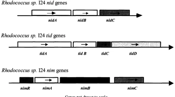 Figure  4b.  The  chromosome  structure  of  several  dioxygenase  systems  from Rhodococcussp
