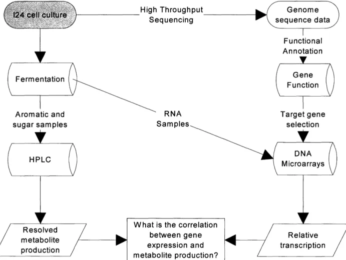 Figure  5. The  global analysis  plan  for analysis  of  aromatic hydrocarbon  metabolism in Rhodococcus  sp