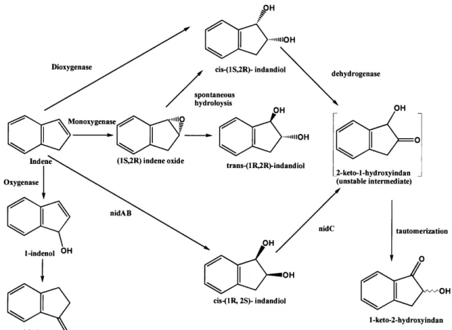 Figure  1.  Rhodococcus  sp.  I24  is  able  to  metabolize  indene  to  multiple  products including cis-(IS, 2R)-indandiol and trans-(1R, 2R)-indandiol, both of which can serve as precursors for cis-(1S)-amino-(2R)-indanol (modified from Treadway et al
