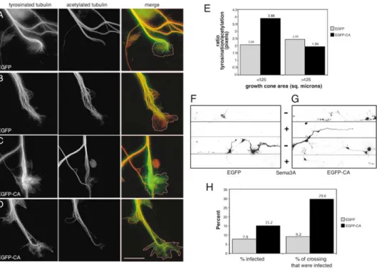 Figure 7. Arp2/3 Plays a Role in Regulating Growth Cone Microtubule Dynamics and Guidance