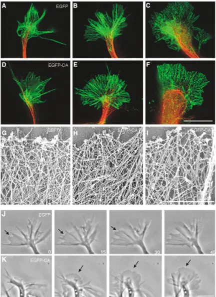 Figure 5. Arp2/3 Is not a Major Determinant of Growth Cone Actin Organization and  Mem-brane Protrusion