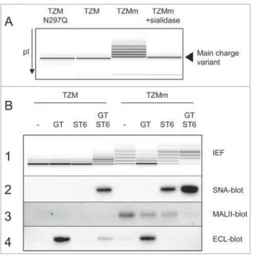 Table 1. Fc glycan composition of the wild-type TZM and F243A mutant expressed alone or co-expressed with GT, ST6 or both