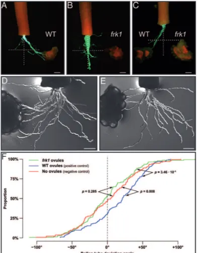 Fig. 7.  Pollen tube guidance is affected in ScFRK1 transgenic plants. (A)  Single-choice pollen tube guidance assay with WT S. chacoense ovules