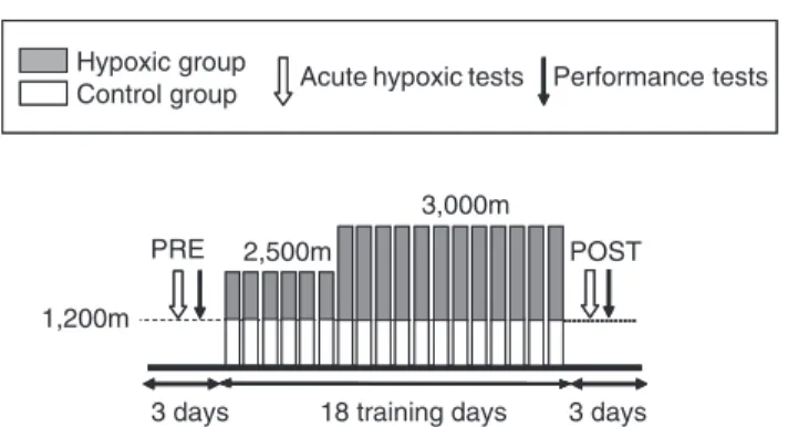 Figure 1 Experimental design. PRE, pre-training period; POST, post-training period. The black bars represent resting and sleeping periods in hypoxia for hypoxic group subjected to living high–