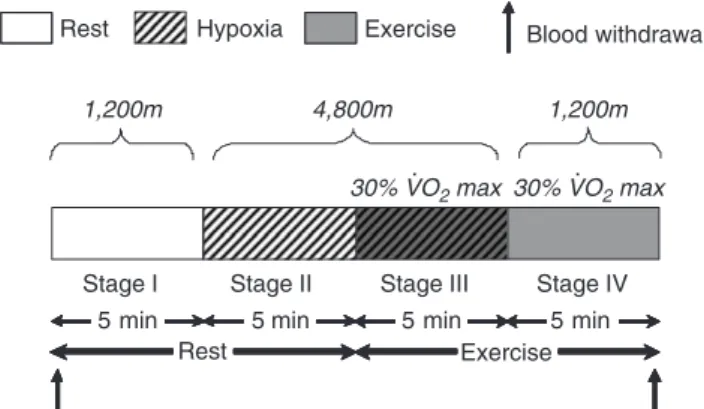 Figure 2 Short-time 4800 m test procedure. Stage I, resting period in normoxia; stage II, resting period in hypoxia (FiO 2 ¼ 0.115); stage III, exercise (30% of VO 2 max) under hypoxia and stage IV, exercise (30% of VO 2 max) in normoxia.