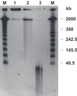 Figure 2. Pulse field gel electrophoresis showing HMW DNA prepared from flow-sorted wheat chromosomes.