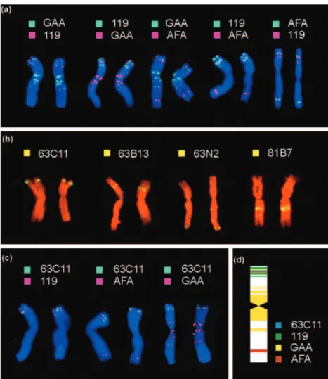 Figure 3. Physical mapping of selected repetit- repetit-ive DNA sequences and BAC clones on wheat chromosome 3B.