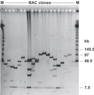 Figure 4. Insert sizes of 19 randomly selected BAC clones from the specific chromosome 3B library.