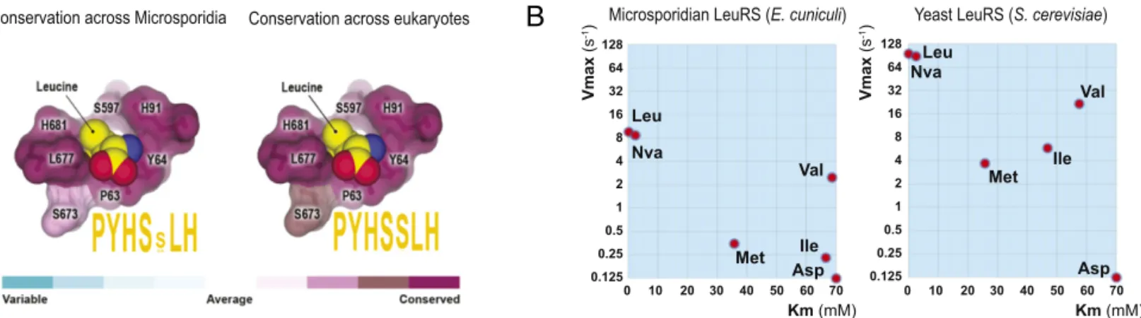 Fig. 3. Microsporidian LeuRS is promiscuous toward near-cognate substrates. (A) The panel shows a fragment of the LeuRS synthetase crystal structure (Protein Data Bank ID code 1WKB) to illustrate high conservation of the leucine-binding pocket in the LeuRS