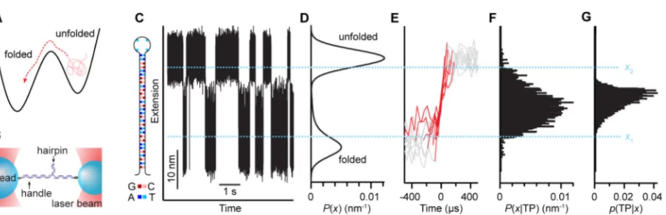 Figure 1. Transition-path analysis of DNA hairpin trajectory under constant force. (A) Schematic of thermally activated escape over an energy barrier, as in folding, indicating the transition path (red) as the portion of the trajectory that crosses the bar