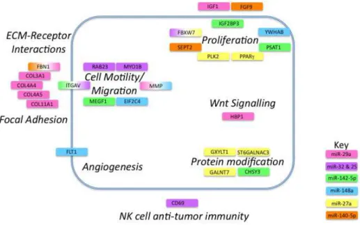 Figure 3: Cancer pathways affected by microRNAs differentially regulated in NSCLC progression.