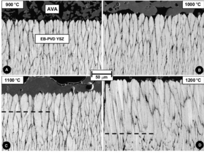Fig 9. The microstructural development of the AVA/EB-PVD YSZ interface after 1 h annealing at 900°C (A), 1000°C (B), 1100°C (C), and  1200°C (D) (SE images)