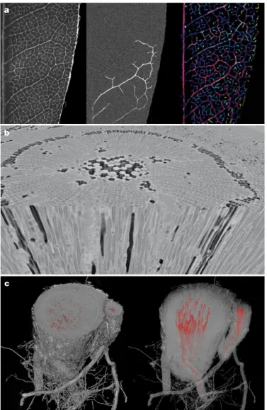 Fig. 2 | Non-invasive imaging techniques have provided new insights  into embolism formation and spread in the xylem