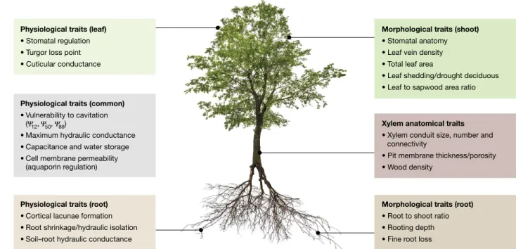Fig. 3 | Tree hydraulic traits associated with drought-induced mortality. 