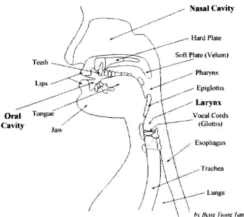 Figure  1-1:  Human  speech  production.