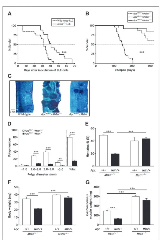 Figure 7. Mstn gene inactivation prolongs lifespan of LLC  tumor-bearing mice and Apc Min/þ mice.