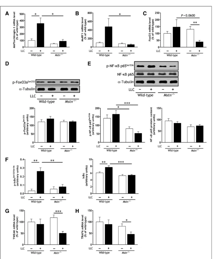 Figure 4. Mstn gene inactivation attenuates the activation of ubiquitin-proteasome pathway and NF-kB pathway in gastrocnemius muscle during cancer cachexia