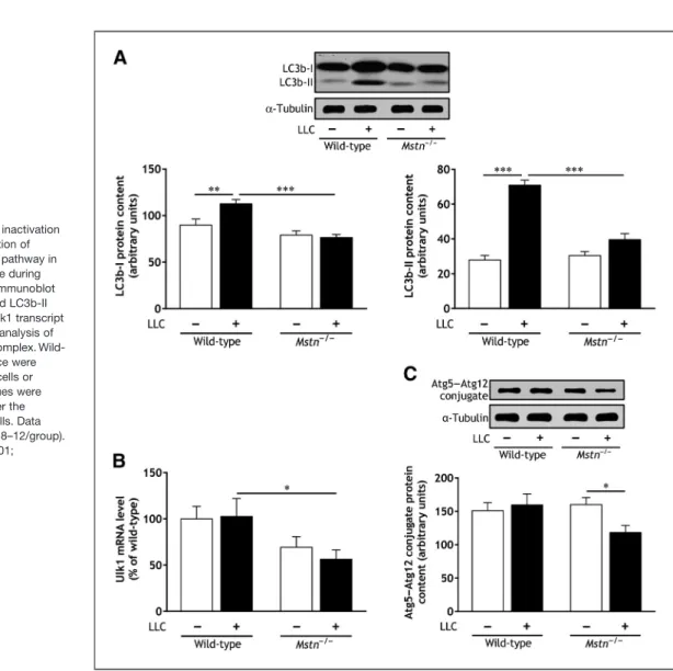 Figure 5. Mstn gene inactivation attenuates the activation of autophagy-lysosome pathway in gastrocnemius muscle during cancer cachexia