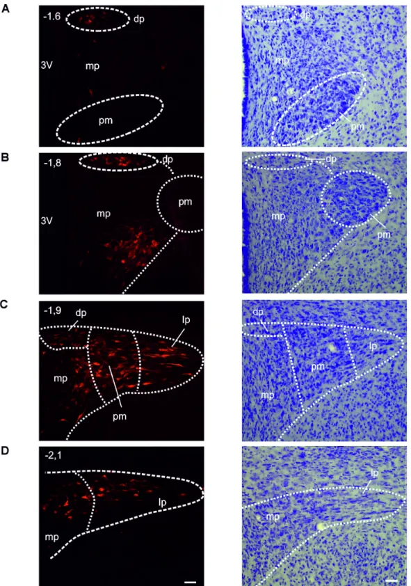 Figure 5.  Example of retrogradely FG-labeled neurons in the ipsilateral PVN following a large FG microinjection into the Sp5C