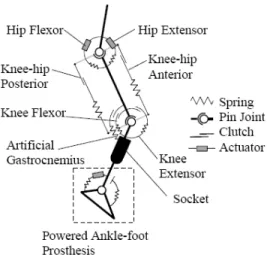 Fig. 2 shows the knee torques from the musculoskeletal  model simulation and biological data